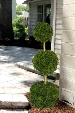 Emerald Green Arborvitae Poodle Tier Topiary (3 Ball) - 5 Gallon Pot -SHRUBS and BUSHES Store Arborvitae Emerald Green 3 Ball Poodle Tier 2