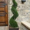 Emerald Green Arborvitae Spiral Topiary - 7 Gallon Pot -SHRUBS and BUSHES Store Arborvitae Emerald Green Spiral 6 1