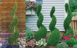 Emerald Green Arborvitae Spiral Topiary - 7 Gallon Pot -SHRUBS and BUSHES Store Arborvitae Emerald Green Spiral 800x500 2