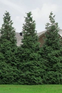Green Giant Arborvitae - 1 Gallon Pot 13 Green Giant Arborvitae - 1 Gallon Pot -SHRUBS and BUSHES Store Arborvitae Green Giant 500x750 2