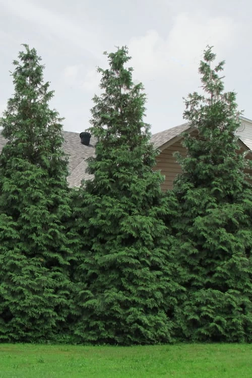 Green Giant Arborvitae - 1 Gallon Pot 8 Green Giant Arborvitae - 1 Gallon Pot - Image 6