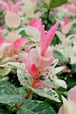 Snow N Summer Asiatic Jasmine - 6 Pack Of 1 Gallon Pots -SHRUBS and BUSHES Store Asian Jasmine Snow N Summer 16