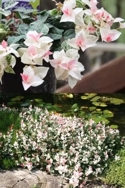 Snow N Summer Asiatic Jasmine - 6 Pack Of 1 Gallon Pots -SHRUBS and BUSHES Store Asian Jasmine Summer N Snow 2