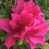 Brilliant Southern Indica Azalea - 1 Gallon Pot -SHRUBS and BUSHES Store Azalea Brilliant 6