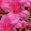 Chinzan Dwarf Azalea - 1 Gallon Pot 2 Chinzan Dwarf Azalea - 1 Gallon Pot -SHRUBS and BUSHES Store Azalea Chinzan 21