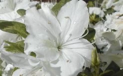 Delaware Valley White Azalea - 6 Pack Of 1 Gallon Pots -SHRUBS and BUSHES Store Azalea Delaware Valley White 2