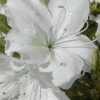 Delaware Valley White Azalea - 6 Pack Of 1 Gallon Pots -SHRUBS and BUSHES Store Azalea Delaware Valley White 500x750 1