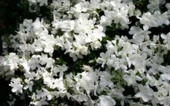 Delaware Valley White Azalea - 6 Pack Of 1 Gallon Pots -SHRUBS and BUSHES Store Azalea Deleware Valley White Bloom