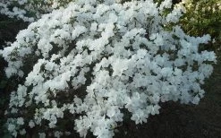 Delaware Valley White Azalea - 6 Pack Of 1 Gallon Pots -SHRUBS and BUSHES Store Azalea Deleware Valley White Landscape