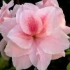 Autumn Belle Encore Azalea - 6 Pack Of 1 Gallon Pots 1 Autumn Belle Encore Azalea - 6 Pack Of 1 Gallon Pots -SHRUBS and BUSHES Store Azalea Encore Autumn Belle 20