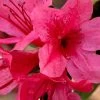 Autumn Cheer Encore Azalea - 1 Gallon Pot -SHRUBS and BUSHES Store Azalea Encore Autumn Cheer