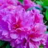 Autumn Majesty Encore Azalea - 6 Pack Of 1 Gallon Pots -SHRUBS and BUSHES Store Azalea Encore Autumn Majesty 10