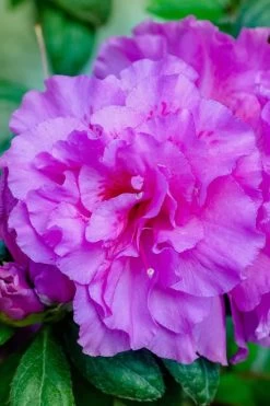 Autumn Majesty Encore Azalea - 6 Pack Of 1 Gallon Pots -SHRUBS and BUSHES Store Azalea Encore Autumn Majesty 12