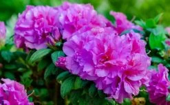 Autumn Majesty Encore Azalea - 6 Pack Of 1 Gallon Pots -SHRUBS and BUSHES Store Azalea Encore Autumn Majesty 13