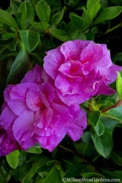 Autumn Majesty Encore Azalea - 6 Pack Of 1 Gallon Pots -SHRUBS and BUSHES Store Azalea Encore Autumn Majesty 5