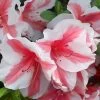 Autumn Starburst Encore Azalea - 1 Gallon Pot 1 Autumn Starburst Encore Azalea - 1 Gallon Pot -SHRUBS and BUSHES Store Azalea Encore Autumn Starburst