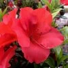 Fireside Red Bloom 'N Again Azalea - 2 Gallon Pot -SHRUBS and BUSHES Store Azalea Fireside Red 20 rev