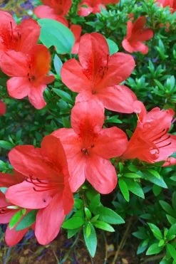 Flame Creeper Dwarf Spreading Azalea - 3 Gallon Pot 9 Flame Creeper Dwarf Spreading Azalea - 3 Gallon Pot -SHRUBS and BUSHES Store Azalea Flame Creeper 11