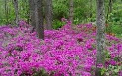 Herbert Azalea - 1 Gallon Pot -SHRUBS and BUSHES Store Azalea Herbert 5 1