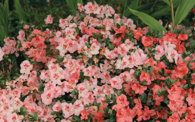 Hilda Niblett Azalea - 2 Gallon Pot 7 Hilda Niblett Azalea - 2 Gallon Pot - Image 5