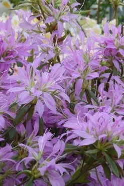 Koromo Shikibu Purple Spider Azalea - 1 Gallon Pot 9 Koromo Shikibu Purple Spider Azalea - 1 Gallon Pot -SHRUBS and BUSHES Store Azalea Koromo Shikibu 2
