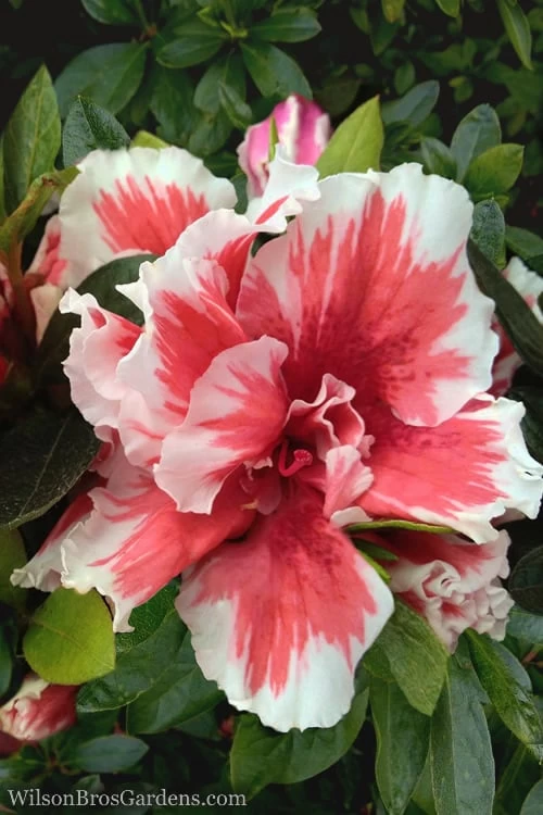 Mardi Gras Southern Indica Azalea - 6 Pack Of 1 Gallon Pots 3 Mardi Gras Southern Indica Azalea - 6 Pack Of 1 Gallon Pots