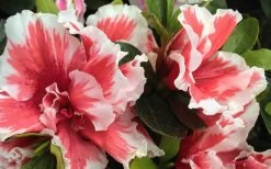 Mardi Gras Southern Indica Azalea - 6 Pack Of 1 Gallon Pots 9 Mardi Gras Southern Indica Azalea - 6 Pack Of 1 Gallon Pots -SHRUBS and BUSHES Store Azalea Mardi Gras 2