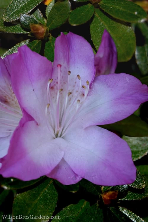 Nuccio's Voodoo Azalea - 1 Gallon Pot 3 Nuccio's Voodoo Azalea - 1 Gallon Pot