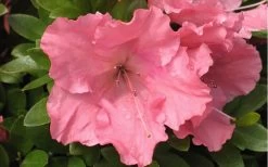 Gumpo Pink Dwarf Azalea - 2 Gallon Pot -SHRUBS and BUSHES Store Azalea Pink Gumpo