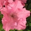 Gumpo Pink Dwarf Azalea - 2 Gallon Pot 2 Gumpo Pink Dwarf Azalea - 2 Gallon Pot -SHRUBS and BUSHES Store Azalea Pink Gumpo 500x750 1