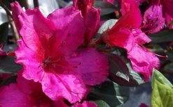 Red Formosa Azalea - 3 Gallon Pot -SHRUBS and BUSHES Store Azalea Red Formosa 1