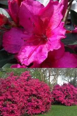 Red Formosa Azalea - 1 Gallon Pot -SHRUBS and BUSHES Store Azalea Red Formosa 1 500x750 1