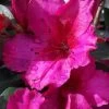 Red Formosa Azalea - 3 Gallon Pot 1 Red Formosa Azalea - 3 Gallon Pot -SHRUBS and BUSHES Store Azalea Red Formosa 5 1