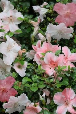 Sir Robert Dwarf Azalea - 1 Gallon Pot -SHRUBS and BUSHES Store Azalea Sir Robert 12 1