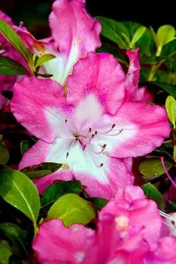 Vibrant Azalea (Harris Hybrid) - 1 Gallon Pot -SHRUBS and BUSHES Store Azalea Vibrant 1
