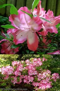 Vibrant Azalea (Harris Hybrid) - 1 Gallon Pot -SHRUBS and BUSHES Store Azalea Vibrant 2