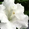 Gumpo White Dwarf Azalea - 2 Gallon Pot -SHRUBS and BUSHES Store Azalea White Gumpo 500x750 2