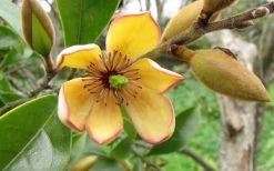 Banana Shrub - 1 Gallon Pot 12 Banana Shrub - 1 Gallon Pot -SHRUBS and BUSHES Store Banana Shrub Flower Closeup