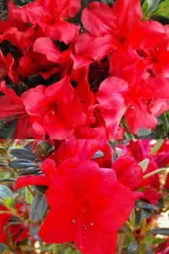Fireside Red Bloom 'N Again Azalea - 2 Gallon Pot -SHRUBS and BUSHES Store Bloom N Again Fireside Red 1 500x750 1