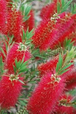 Red Cluster Bottlebrush Tree - 7 Gallon Pot 11 Red Cluster Bottlebrush Tree - 7 Gallon Pot -SHRUBS and BUSHES Store Bottlebrush Red Cluster 500x750 1