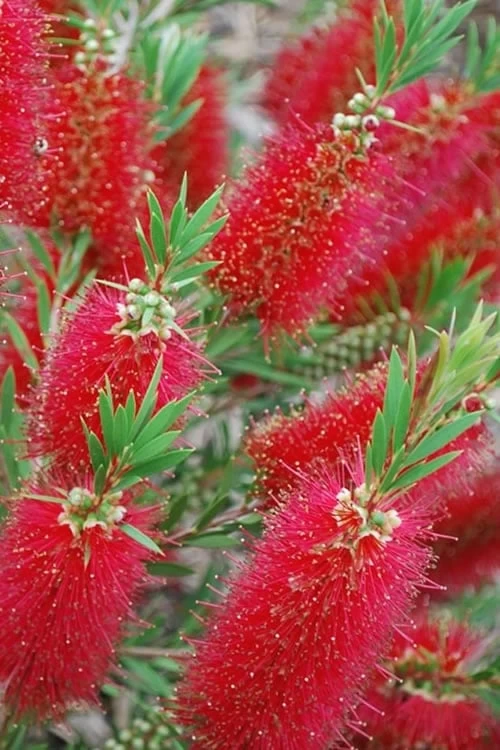 Red Cluster Bottlebrush Tree - 7 Gallon Pot 7 Red Cluster Bottlebrush Tree - 7 Gallon Pot - Image 5