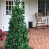 Dee Runk Columnar Boxwood - 2 Gallon Pot -SHRUBS and BUSHES Store Boxwood Dee Runk 1 500x750 3