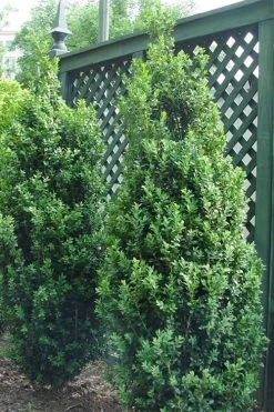 Dee Runk Columnar Boxwood - 6 Pack Of 1 Gallon Pots 9 Dee Runk Columnar Boxwood - 6 Pack Of 1 Gallon Pots -SHRUBS and BUSHES Store Boxwood Dee Runk 2 500x750 4