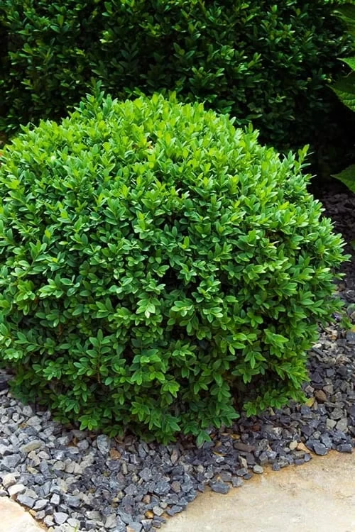 Dwarf English Boxwood - 6 Pack Of 1 Gallon Pots 3 Dwarf English Boxwood - 6 Pack Of 1 Gallon Pots