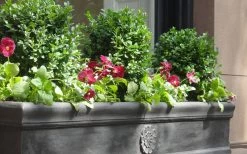 Dwarf English Boxwood - 1 Gallon Pot -SHRUBS and BUSHES Store Boxwood Dwarf English 2 1