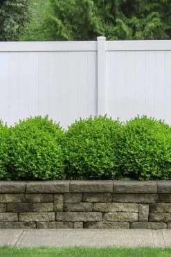 Dwarf English Boxwood - 2 Gallon Pot 10 Dwarf English Boxwood - 2 Gallon Pot -SHRUBS and BUSHES Store Boxwood Dwarf English 3