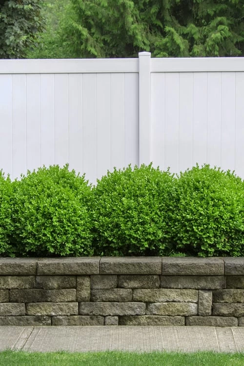 Dwarf English Boxwood - 2 Gallon Pot 6 Dwarf English Boxwood - 2 Gallon Pot - Image 4