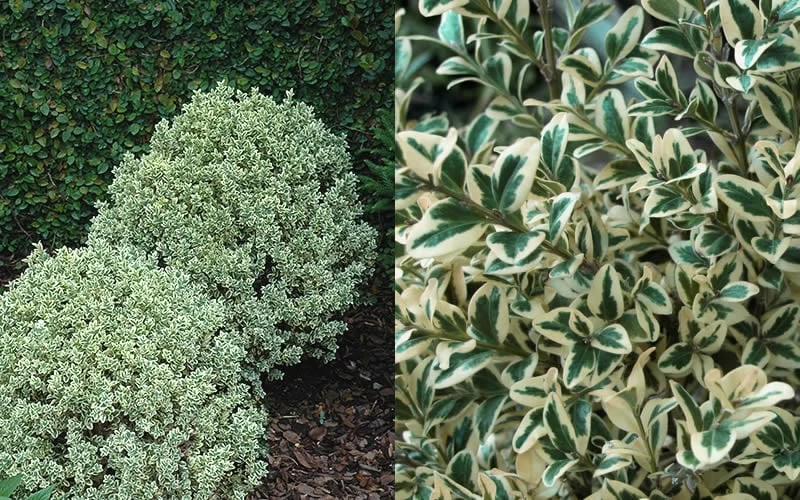 Dwarf Variegated Boxwood - 1 Gallon Pot 6 Dwarf Variegated Boxwood - 1 Gallon Pot - Image 4