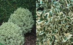Dwarf Variegated Boxwood - 5 Gallon Pot -SHRUBS and BUSHES Store Boxwood Dwarf Variegated 50 3