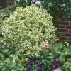 Dwarf Variegated Boxwood - 6 Pack Of 1 Gallon Pots -SHRUBS and BUSHES Store Boxwood Dwarf Variegated 500x750 2
